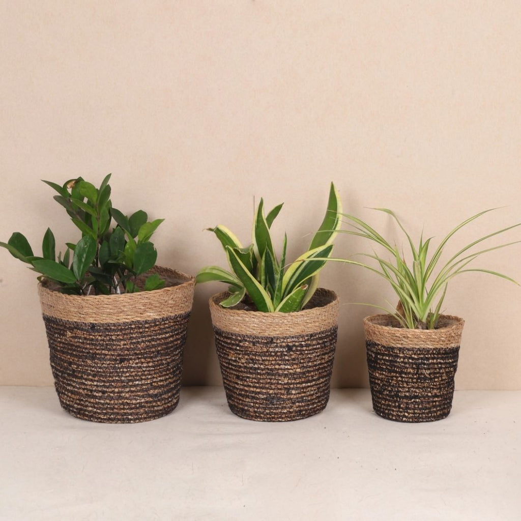 Trio Seagrass Basket Planters (3Pcs)