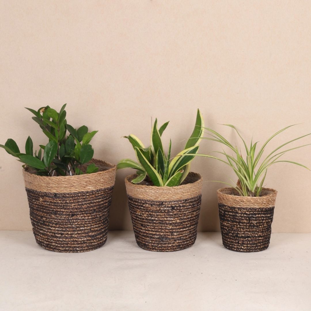 Trio Seagrass Basket Planters (3Pcs)