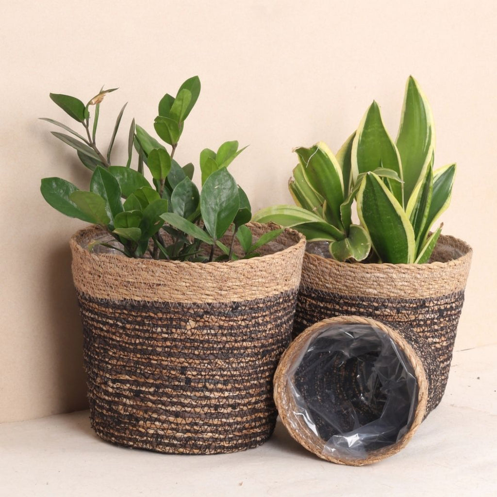 Trio Seagrass Basket Planters (3Pcs)
