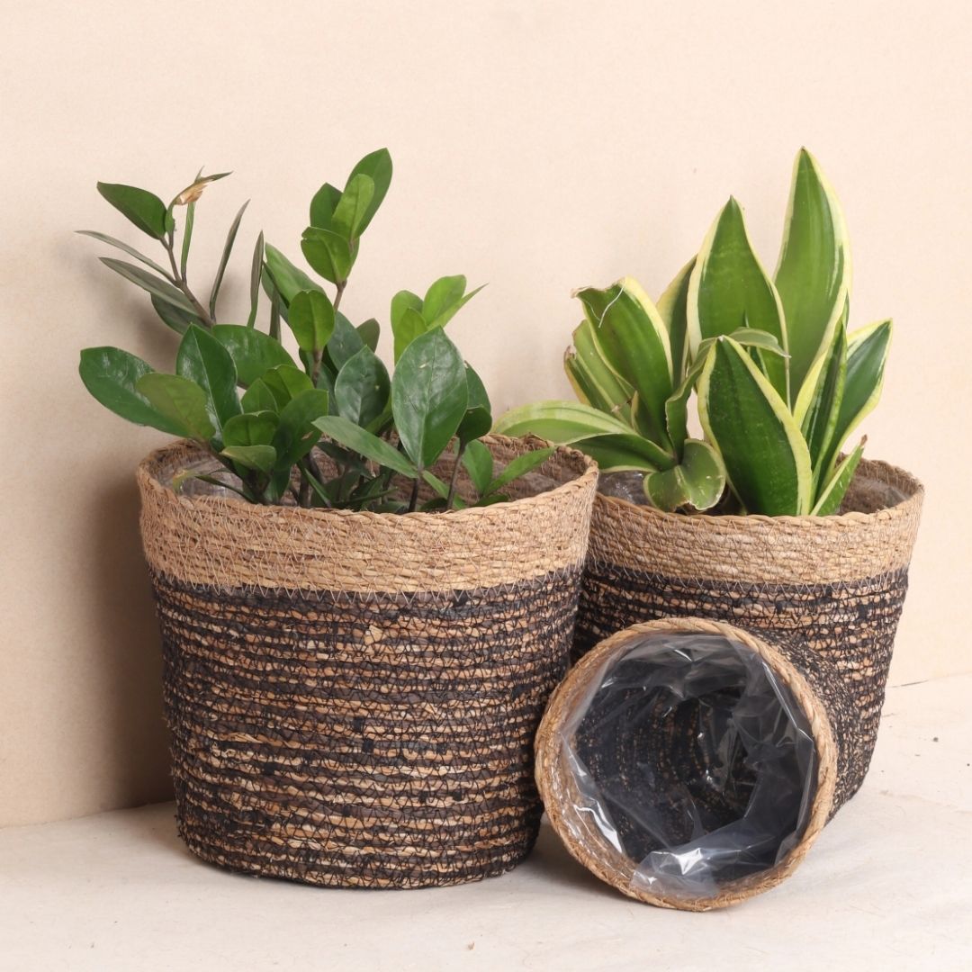 Trio Seagrass Basket Planters (3Pcs)