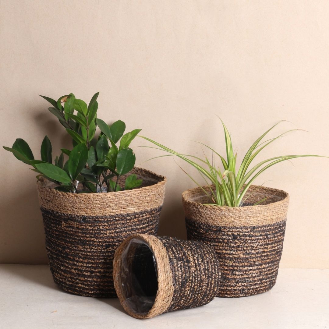 Trio Seagrass Basket Planters (3Pcs)
