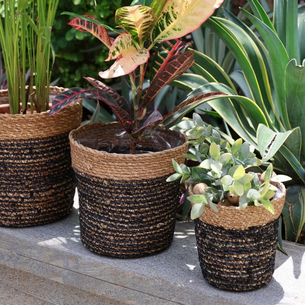 Trio Seagrass Basket Planters (3Pcs)