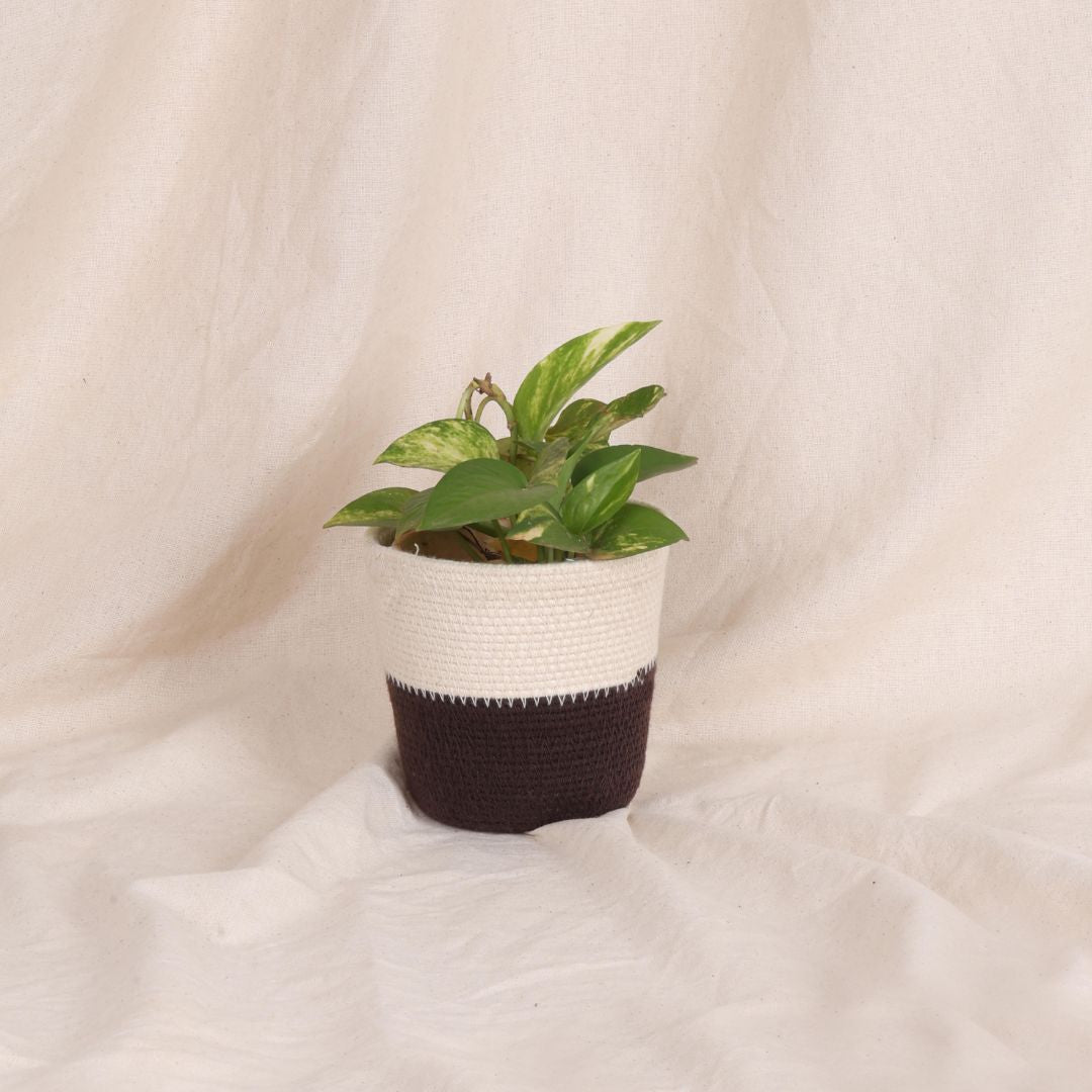Table Planter - Mocha & Cream (Round)