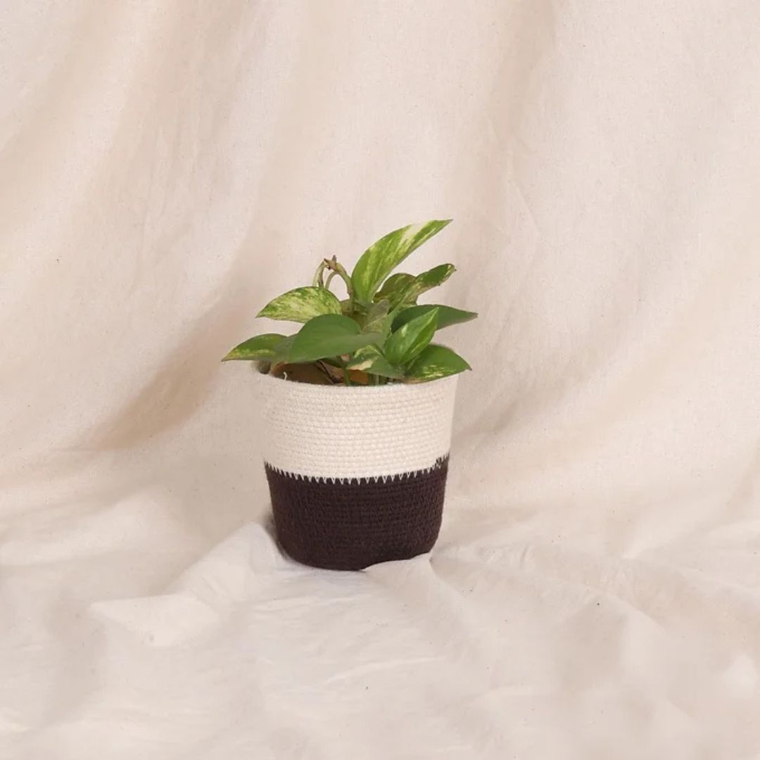 Table Planter - Light Grey & Dark Grey (Conical)