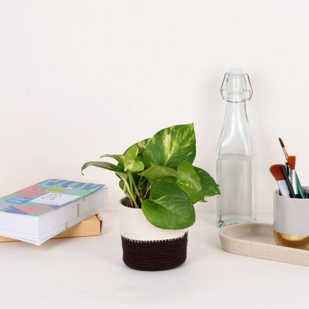 Table Planter - Mocha & Cream (Round)