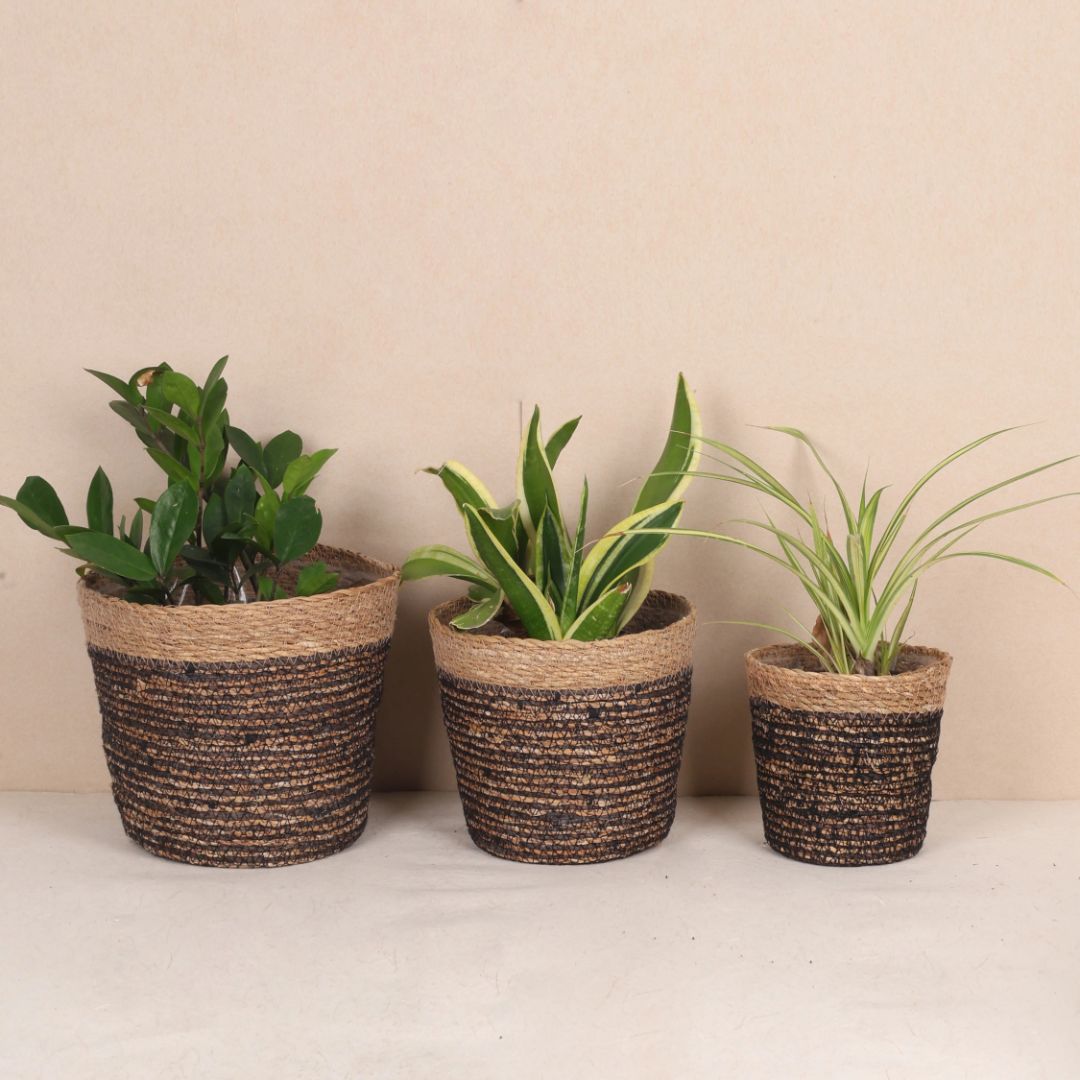 Trio Seagrass basket planters (Pack of 3)