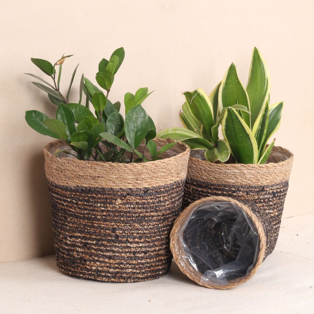 Trio Seagrass basket planters (Pack of 3)