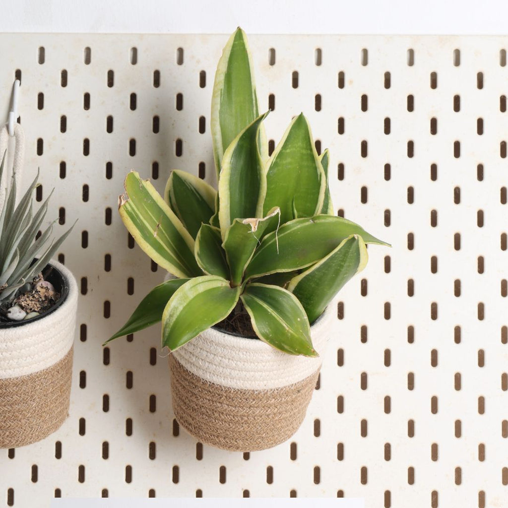 Hanging Planter - Cream & Natural (Small, Pack of 2)