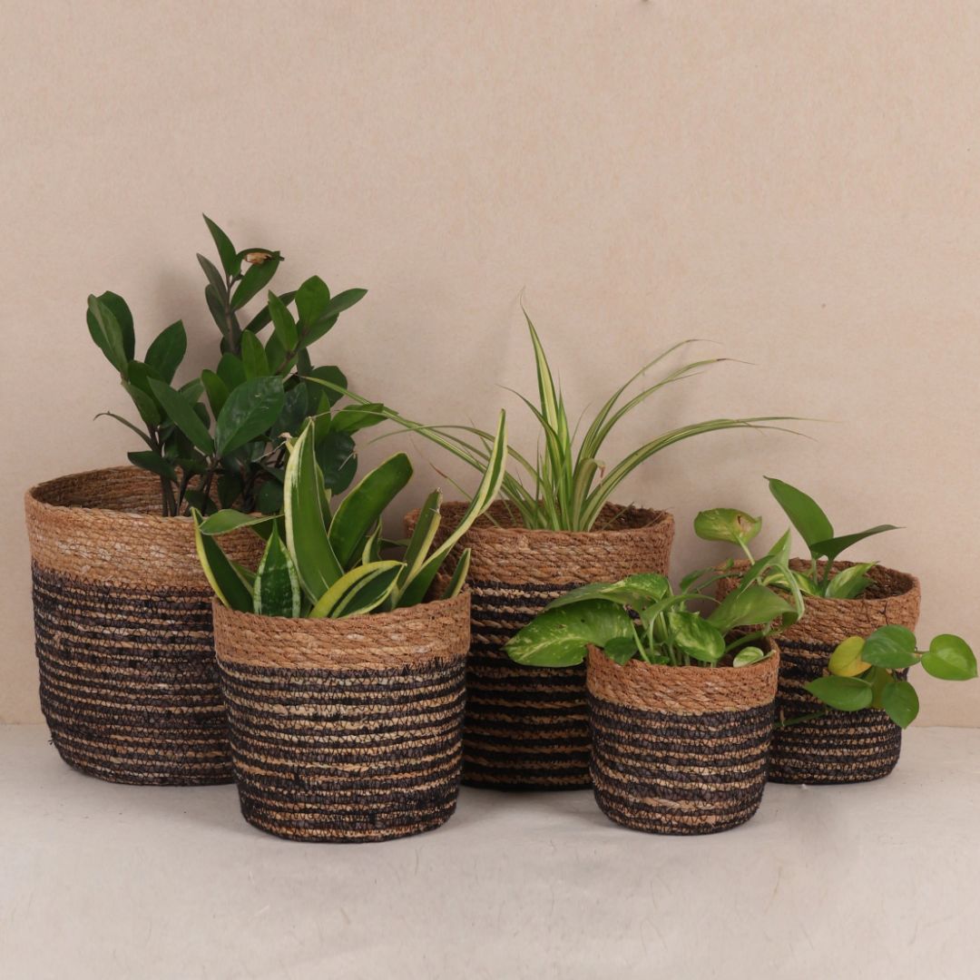 Quintet basket planters (5Pcs)