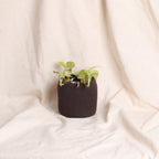 Table Planter - Mocha (Top Tapper)