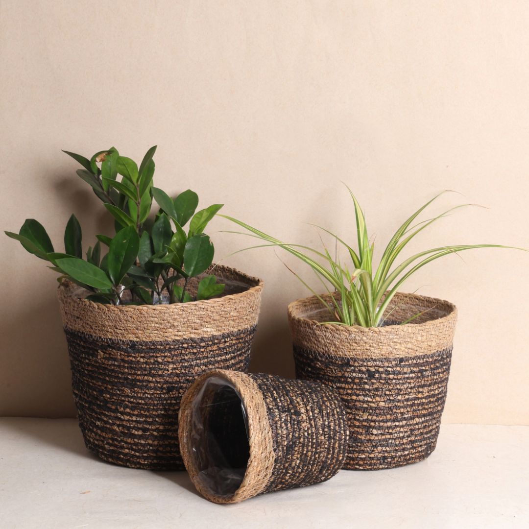 Trio Seagrass basket planters (Pack of 3)