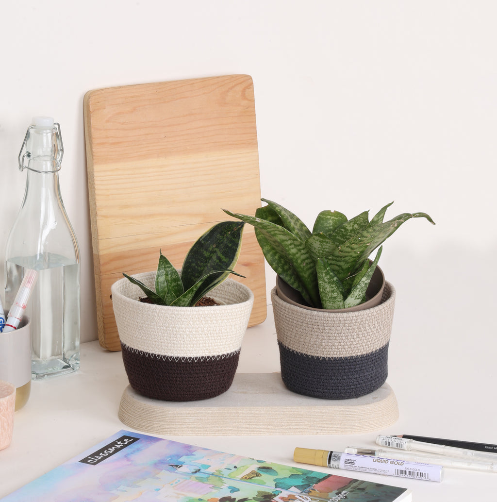 Table Planter - Mocha & Cream (Conical)
