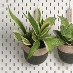 Hanging Planter - Olive & Grey (Small, Pack of 2)