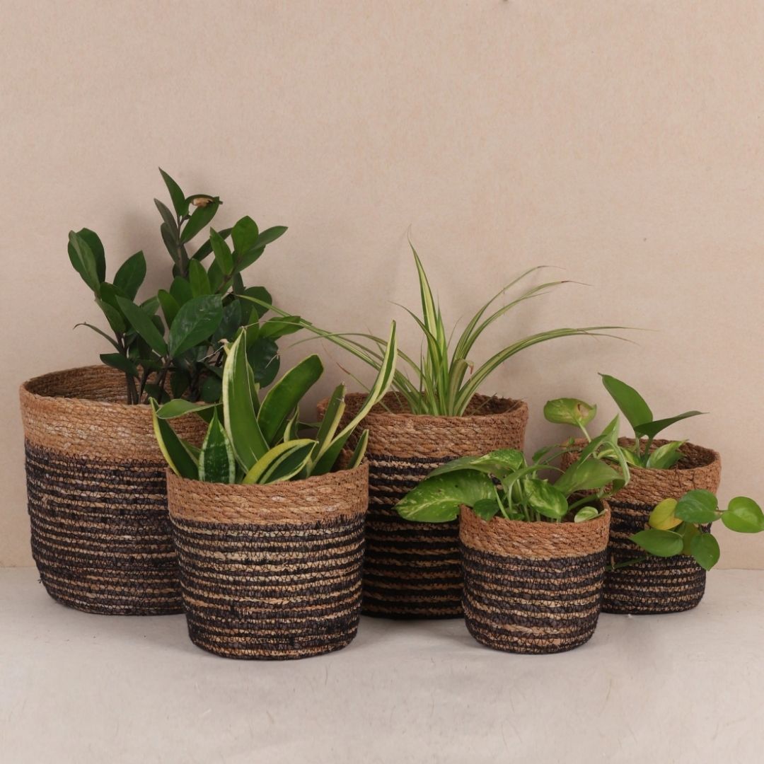Quintet Basket Planters (5Pcs)