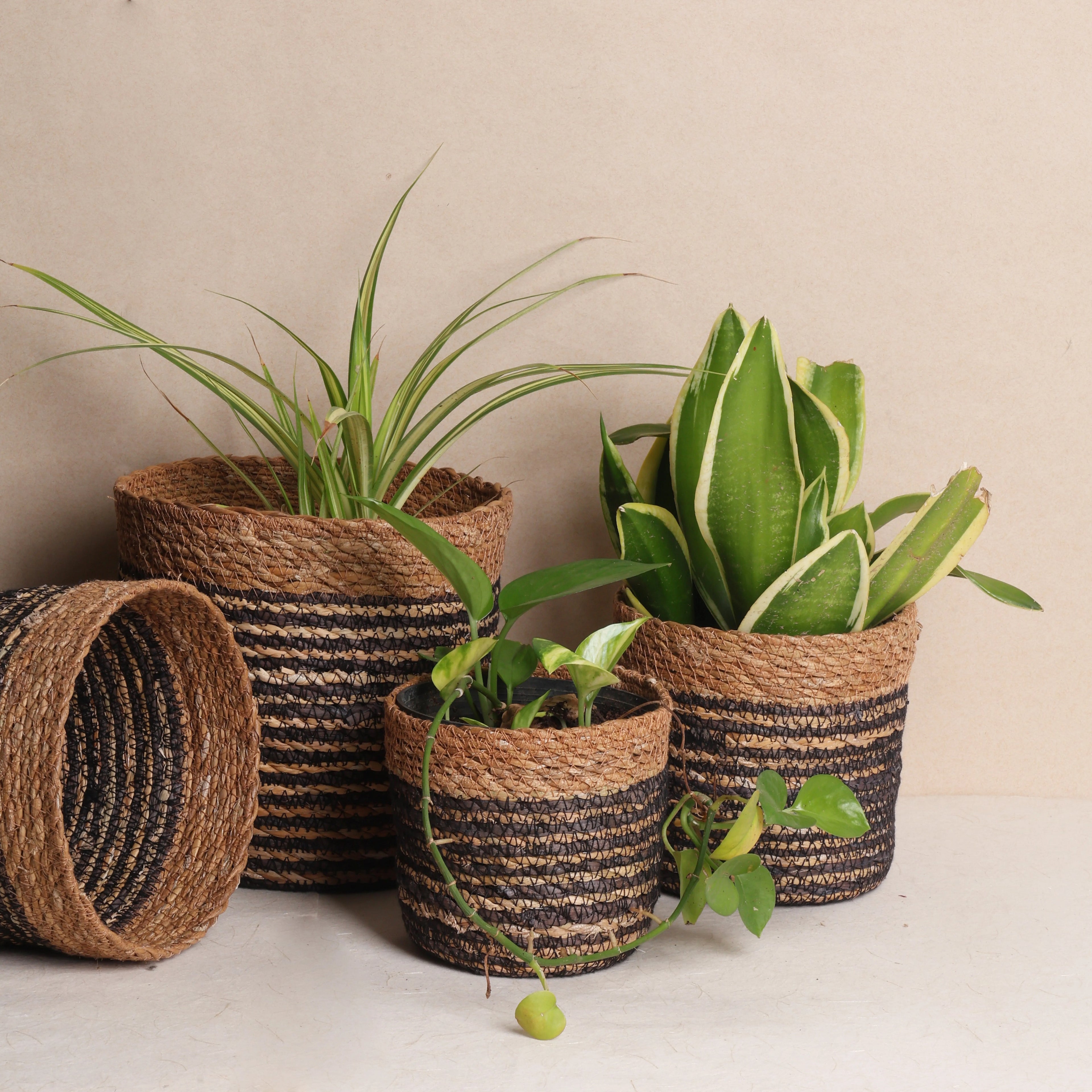 Quintet basket planters (5Pcs)
